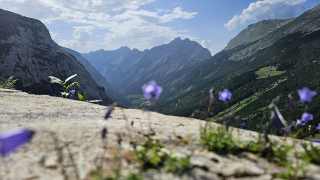 Blick ins Karwendeltal mit blühenden Glockenblumen im Vordergrund