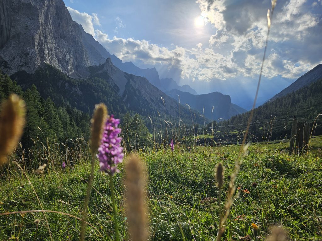 lühende Wiese mit violetten Blumen, im Hintergrund Berge und Hallerangeralm im Tal