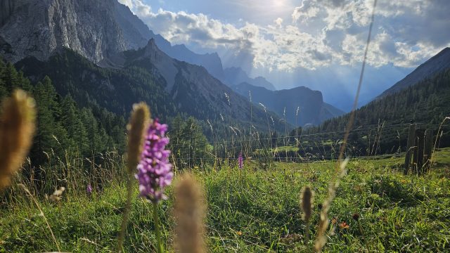 lühende Wiese mit violetten Blumen, im Hintergrund Berge und Hallerangeralm im Tal